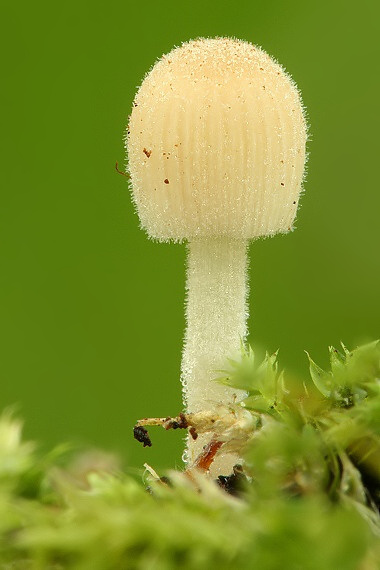 hnojník rozsiaty Coprinellus disseminatus (Pers.) J.E. Lange