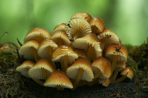 prilbička žltohlúbiková Mycena renati Quél.