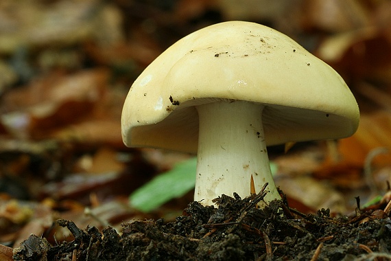 čírovnica májová Calocybe gambosa (Fr.) Donk