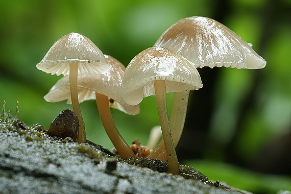 prilbička Mycena sp.