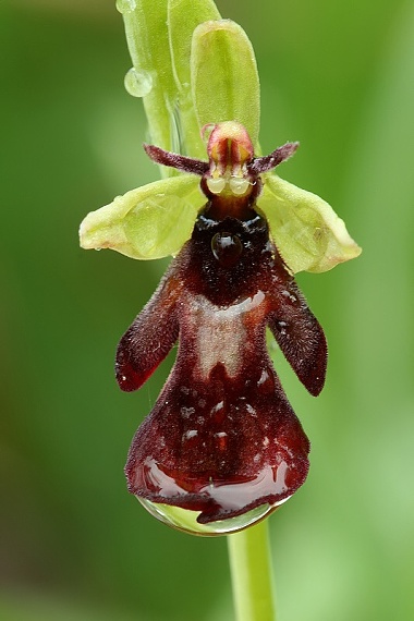 hmyzovník muchovitý Ophrys insectifera L.