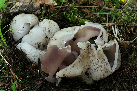 tulipánovka fialová Sarcosphaera coronaria (Jacq.) J. Schröt.