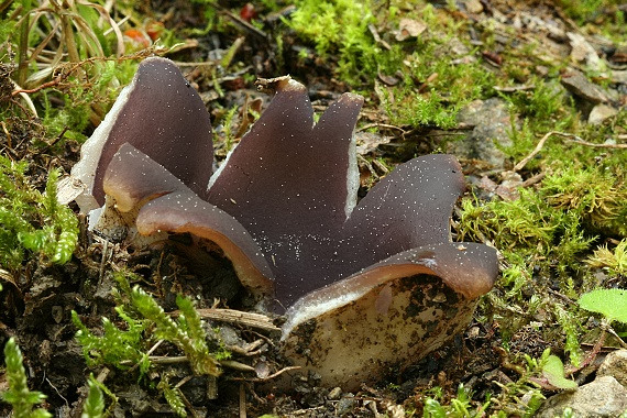 tulipánovka fialová Sarcosphaera coronaria (Jacq.) J. Schröt.