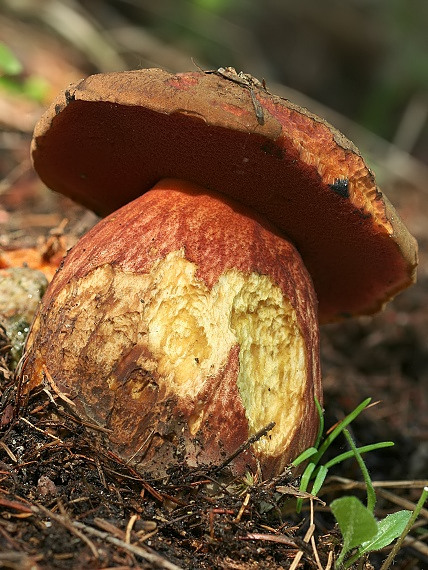 hríb zrnitohlúbikový Sutorius luridiformis (Rostk.) G. Wu & Zhu L. Yang