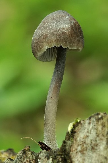 prilbička Mycena sp.