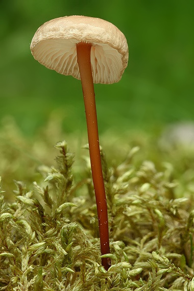 tanečnica orešcová Mycetinis scorodonius (Fr.) A.W. Wilson & Desjardin