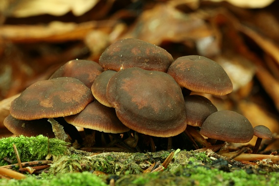 smeťovček uhorkový Macrocystidia cucumis (Pers.) Joss.