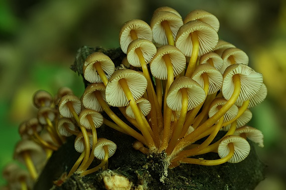 prilbička žltohlúbiková Mycena renati Quél.