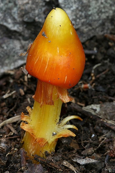 lúčnica hrotitá Konradova Hygrocybe acutoconica var. konradii (R. Haller Aar.) Boertm.