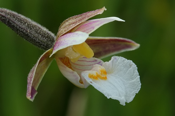 kruštík močiarny Epipactis palustris (L.) Crantz