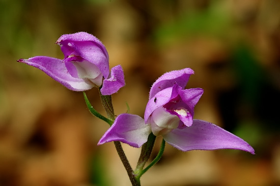 prilbovka červená Cephalanthera rubra (L.) Rich.