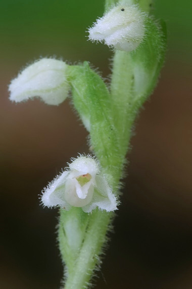 smrečinovec plazivý Goodyera repens (L.) R. Br.