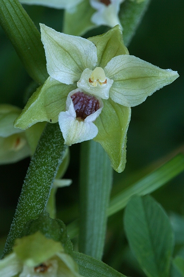 kruštík Epipactis sp.