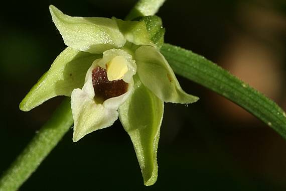 kruštík Epipactis sp.