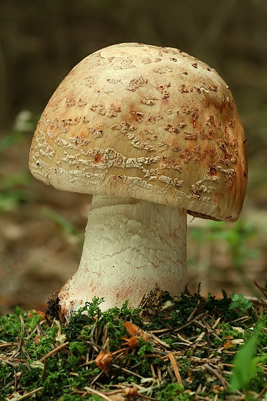 muchotrávka červenkastá Amanita rubescens Pers.