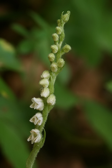 smrečinovec plazivý Goodyera repens (L.) R. Br.