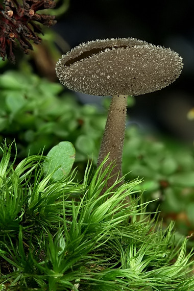 chriapač brvitý Helvella macropus (Pers.) P. Karst.