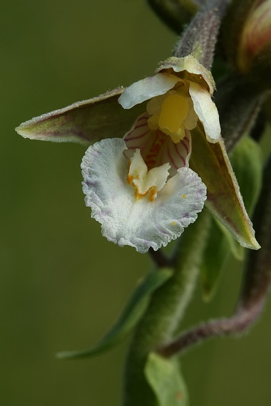 kruštík močiarny Epipactis palustris (L.) Crantz