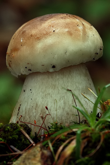 hríb smrekový Boletus edulis Bull.