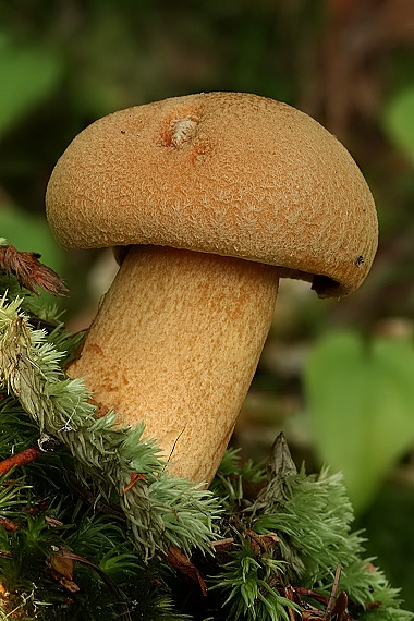 masliak strakatý Suillus variegatus (Sw.) Kuntze