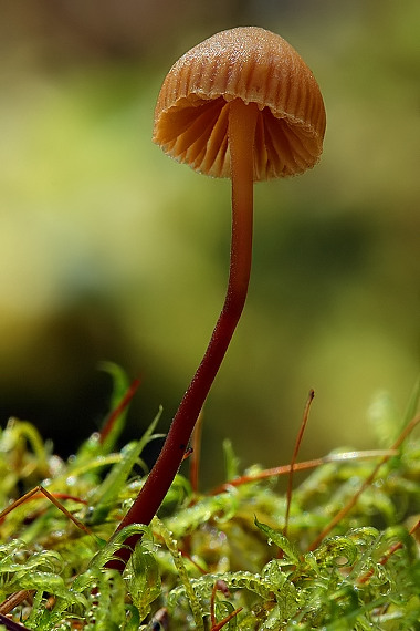 Galerina sp