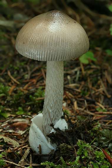 muchotrávka pošvatá Amanita vaginata (Bull.) Lam.