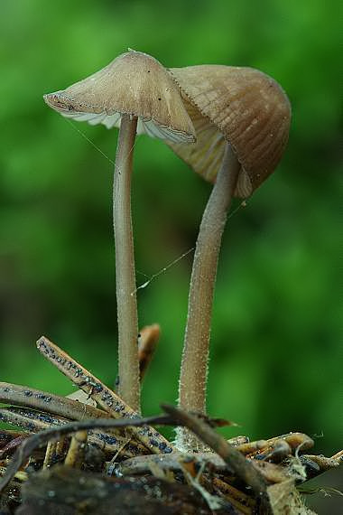 prilbička Mycena sp.