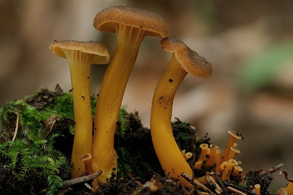 kuriatko lievikovité Craterellus tubaeformis (Fr.) Quél.