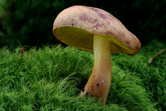 zlatohríb úhľadný Aureoboletus gentilis (Quél.) Pouzar