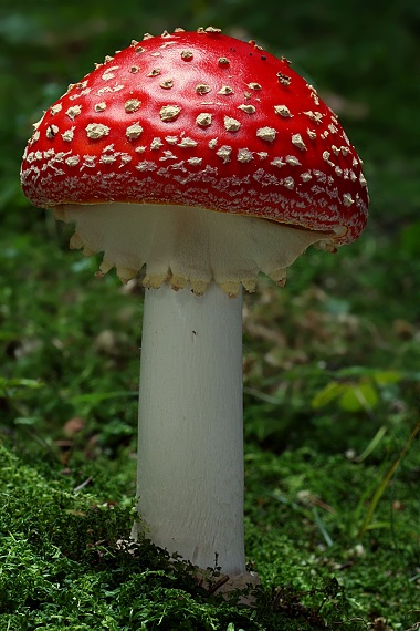 muchotrávka červená Amanita muscaria (L.) Lam.