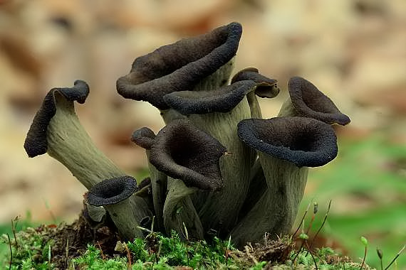 lievik trúbkovitý Craterellus cornucopioides (L.) Pers.