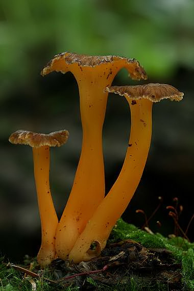 kuriatko žltohnedé Cantharellus lutescens Fr.