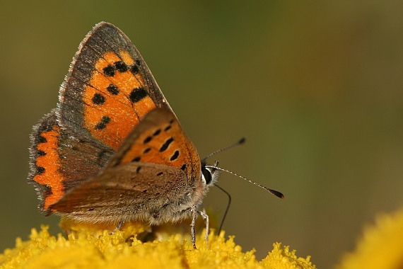 ohniváčik čiernokrídly Lycaena phlaeas