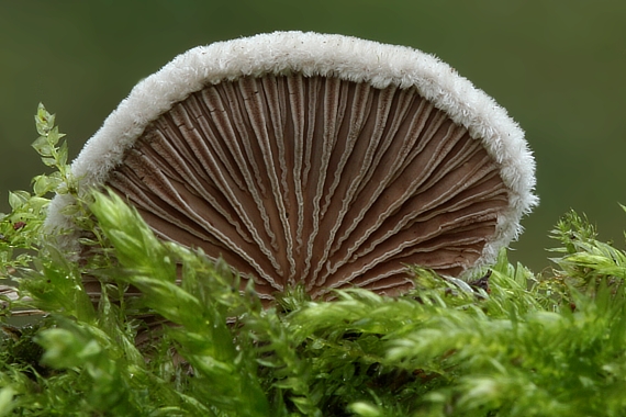 klanolupeňovka obyčajná Schizophyllum commune Fr.