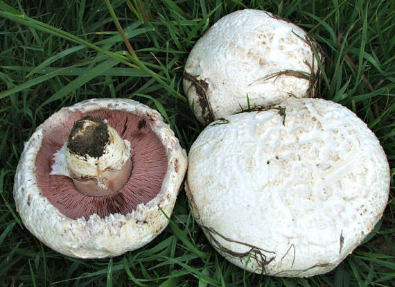 pečiarka smradľavá Agaricus bernardii Quél.