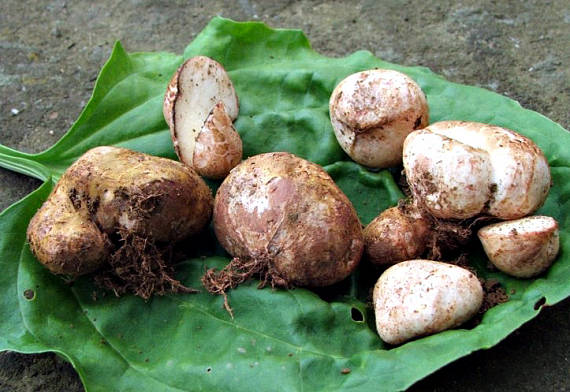 koreňovec žltkastý Rhizopogon luteolus Fr. & Nordholm