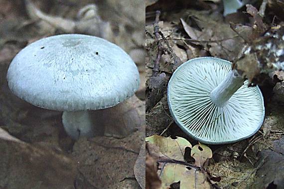 strmuľka anízová Clitocybe odora (Bull.) P. Kumm.