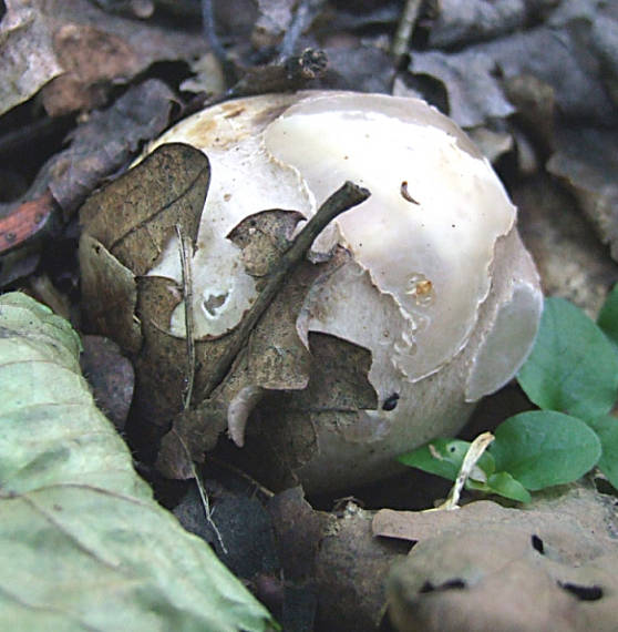 mrežovka kvetovitá Clathrus archeri (Berk.) Dring