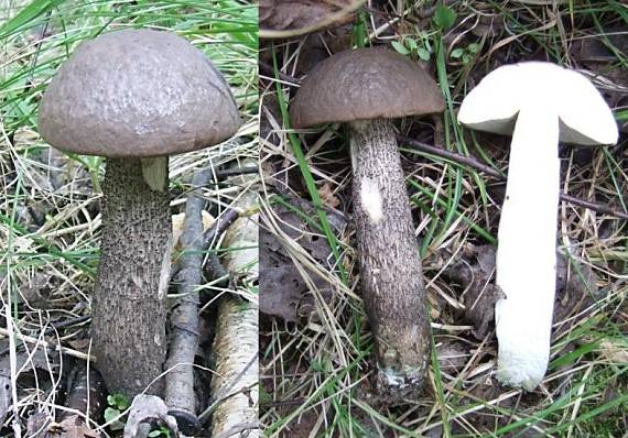 kozák Leccinum sp.