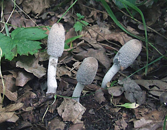 hnojník Coprinus sp.