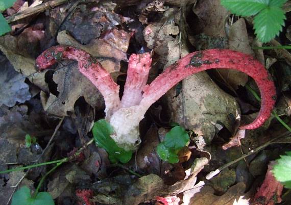 mrežovka kvetovitá Clathrus archeri (Berk.) Dring