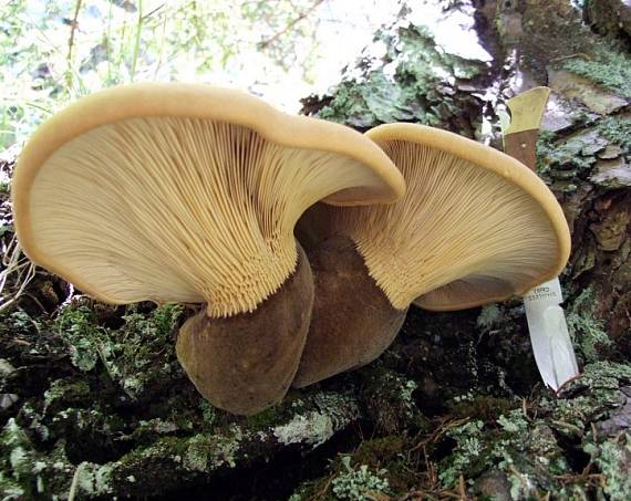 čechračka tmavohlúbiková Tapinella atrotomentosa (Batsch) Šutara