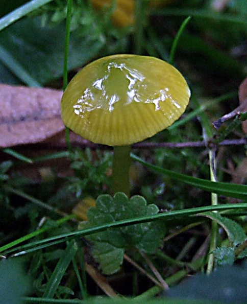 lúčnica žltozelená Gliophorus psittacinus (Schaeff.) Herink