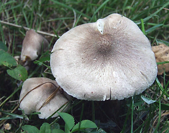 čírovka zemná Tricholoma terreum (Schaeff.) P. Kumm.