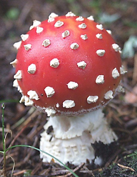 muchotrávka červená Amanita muscaria (L.) Lam.