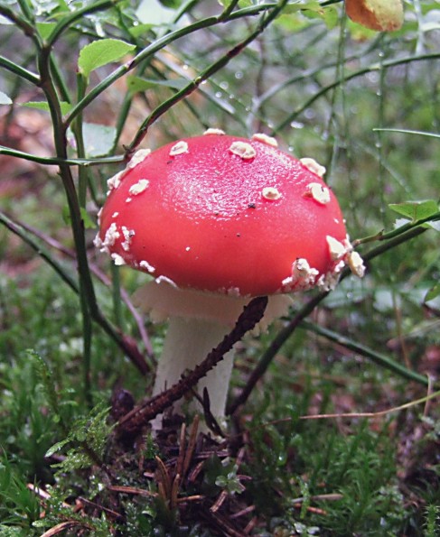 muchotrávka červená Amanita muscaria (L.) Lam.