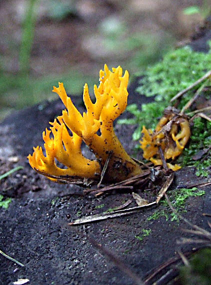 parôžkovec lepkavý Calocera viscosa (Pers.) Fr.