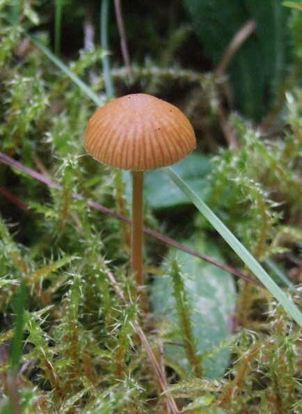 kapucňovka Galerina sp.