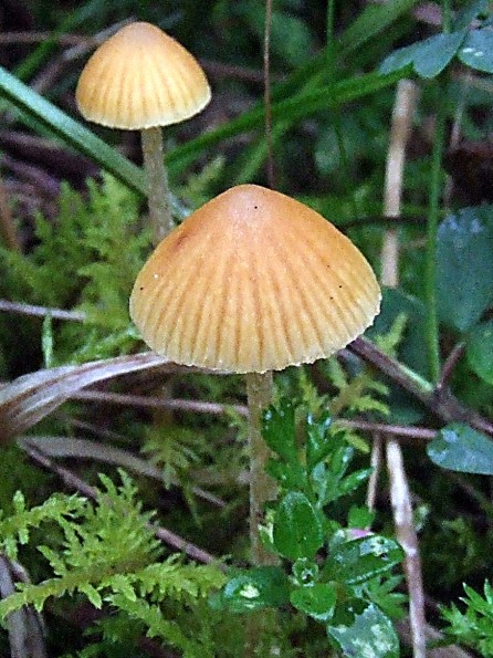 kapucňovka Galerina sp.