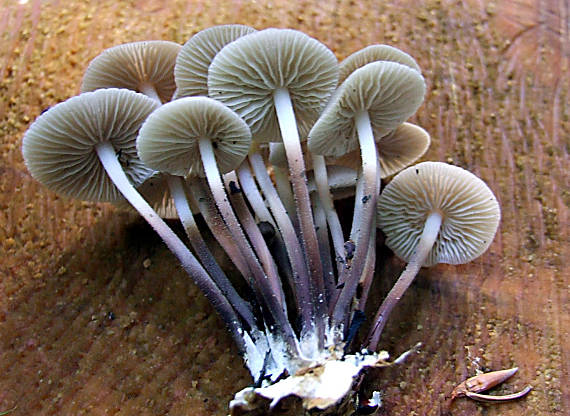 tanečnica fialovosivá Marasmius wynneae Berk. & Broome